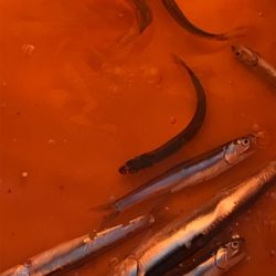 カタクチイワシ