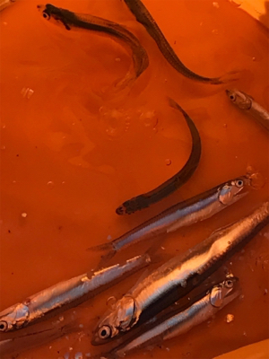 カタクチイワシ