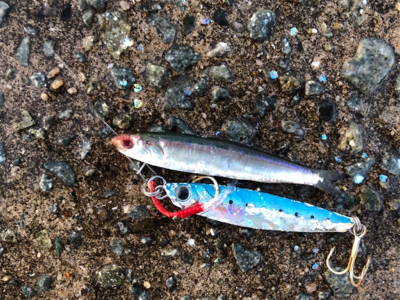 シーバス68センチ♪