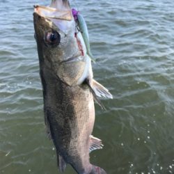 シーバス好調で6本