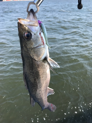 シーバス好調で6本