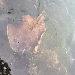 初見2キャッチ！