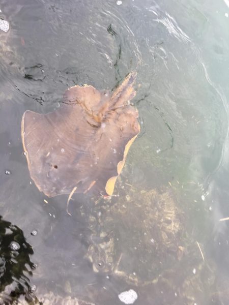 初見2キャッチ！