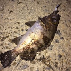 メバルアイランド菅島