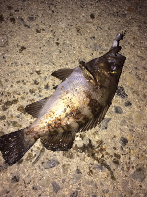 メバルアイランド菅島