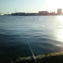 サビキでイワシ