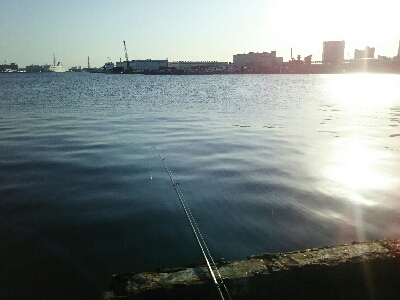 サビキでイワシ