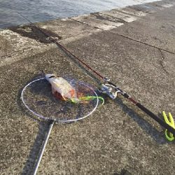 ジグでクロダイ