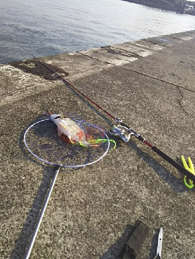 ジグでクロダイ