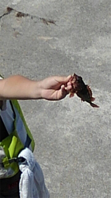ぶらぶらブラクリ 穴釣り