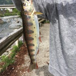 放流日の夕まずめに行ってきた