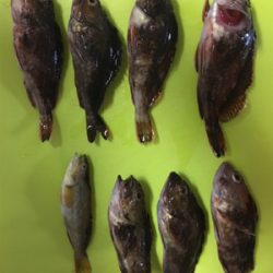 ショアジギなのに。