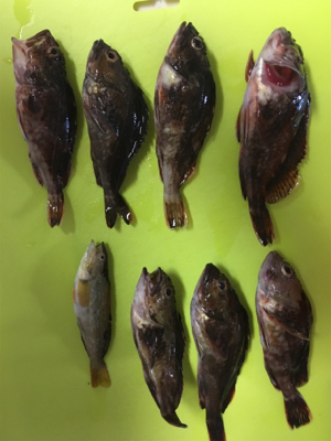 ショアジギなのに。