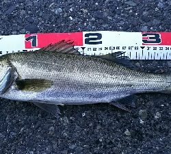 短時間の連チャン