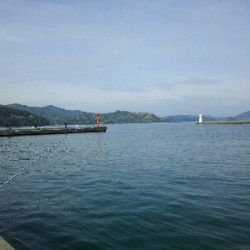 アジ、マルタウグイ