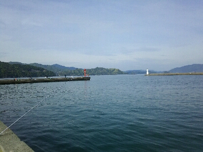 アジ、マルタウグイ