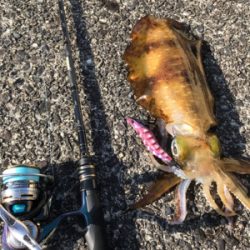 朝イチエギング