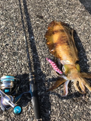 朝イチエギング