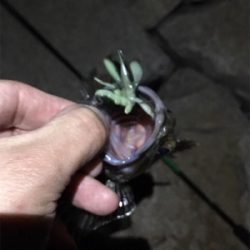 淀川ブリームゲーム 紀ノ川遠征