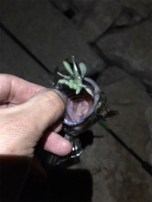 淀川ブリームゲーム 紀ノ川遠征