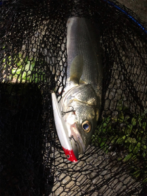 四日市バチシーバス