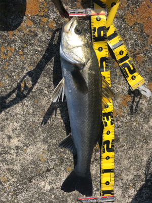 連休シーバス最終日