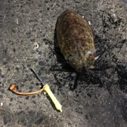 コウイカ 釣行