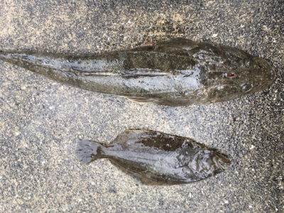 ゴールデン最終日