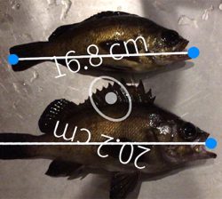 メバリング！最後かな？(^^)