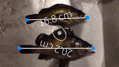 メバリング！最後かな？(^^)