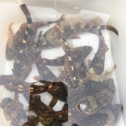 ライトゲームに変更