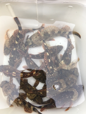 ライトゲームに変更