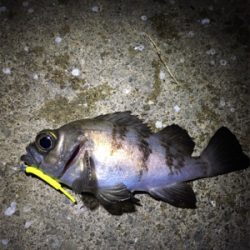 久しぶりのメバリング調査へ