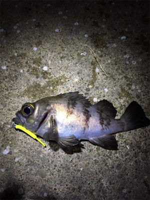 久しぶりのメバリング調査へ