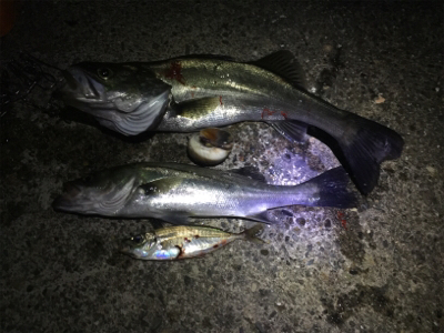 ナイトシーバス