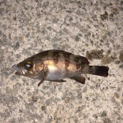 漁港メバリング