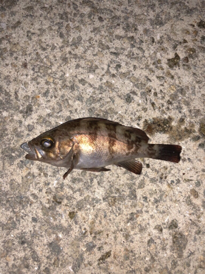 漁港メバリング