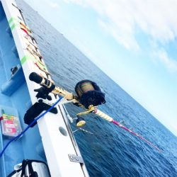 アコウ狙いだったのに