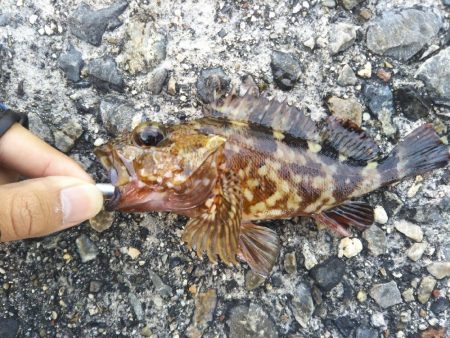 シーバス釣行！！