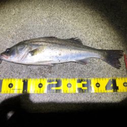 四日市バチパターン