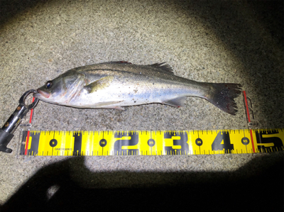 四日市バチパターン