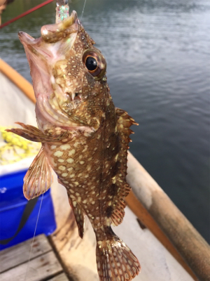 手漕ぎボートでガシラとアナゴが入れ食い@西小川