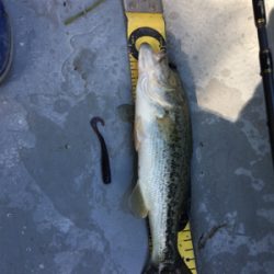 ハマれば爆釣桜池