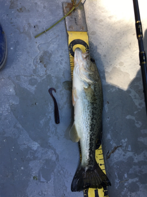 ハマれば爆釣桜池