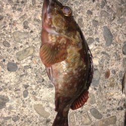 久々のメバリング