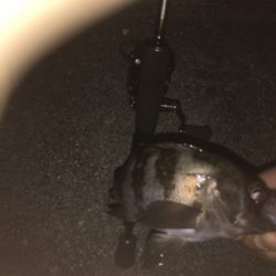 チビメバリング