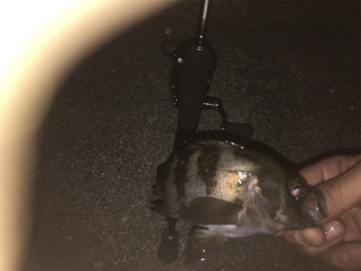 チビメバリング