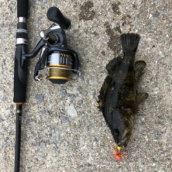 チヌ狙いのはずが‥