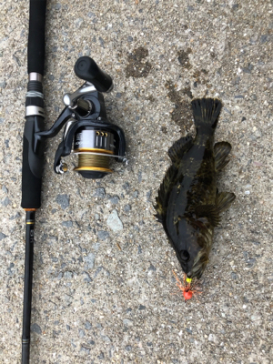 チヌ狙いのはずが‥