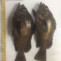 メバルとの我慢くらべ